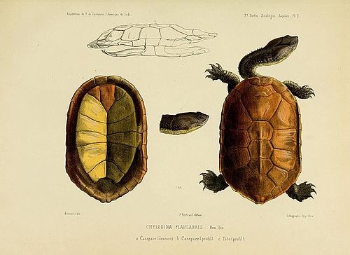 Brazilian snake-necked turtle